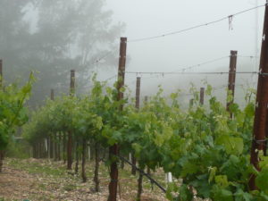 Cabernet sauvignon-wine-vines-mueller-family-diamond mountain
