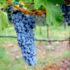 cabernet grape cluster