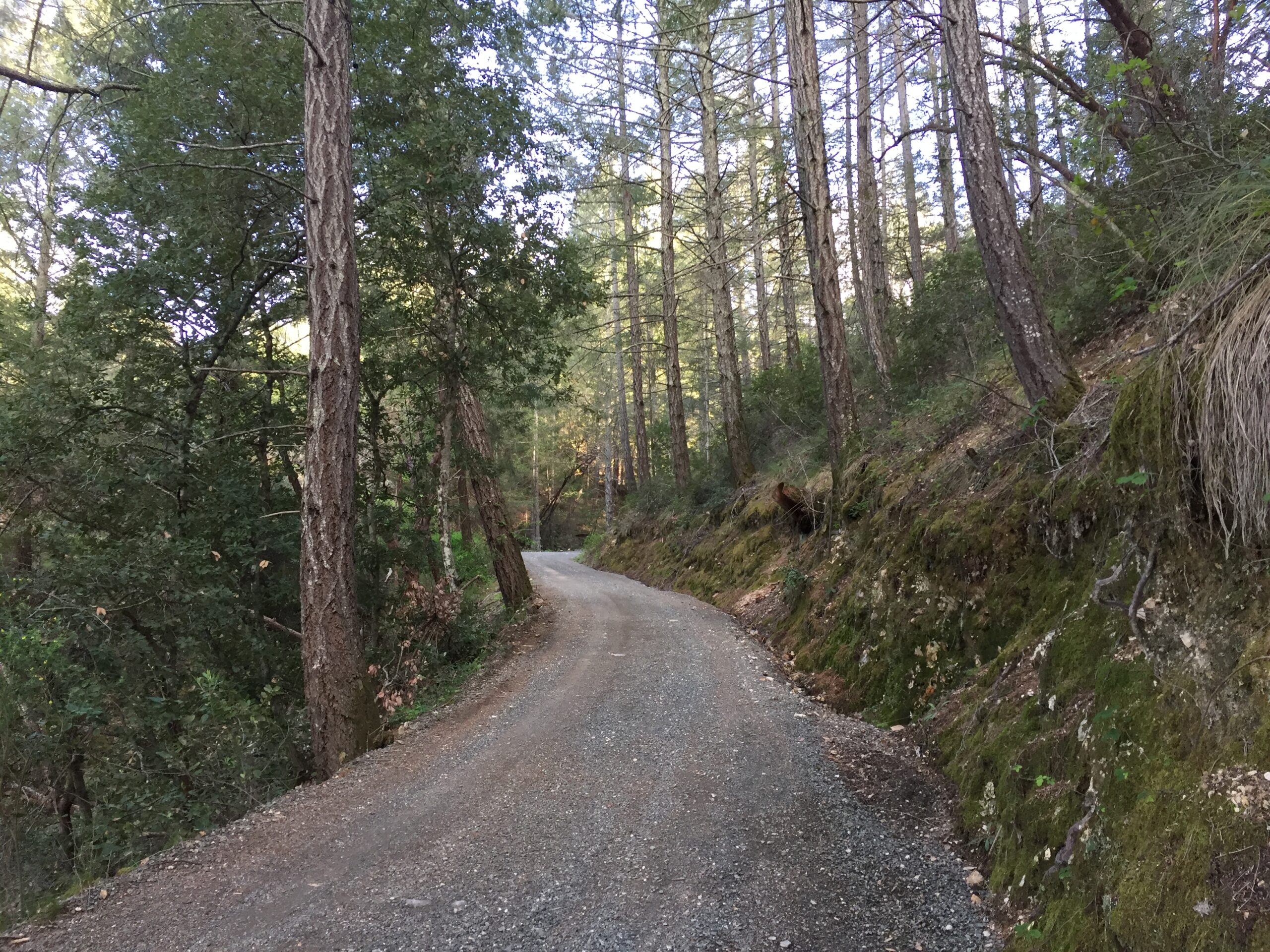 Driveway to Mueller Family Vineyards